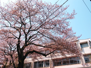 201504_sakura